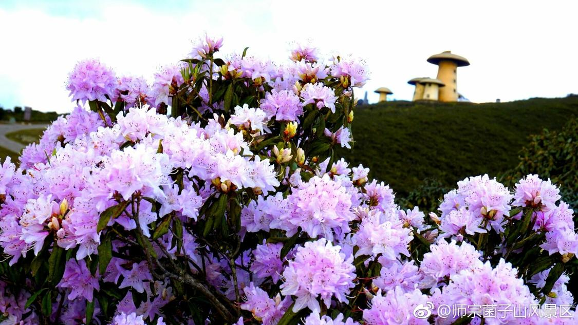 感觉她上的才是真大学